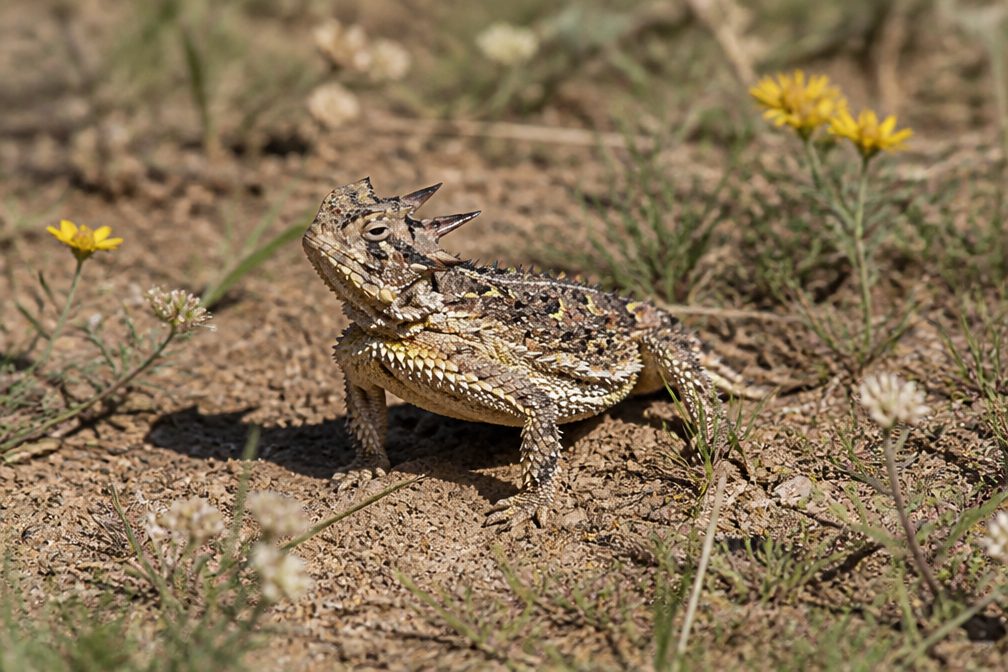 Texas Horned Lizard wildlife guide for Guadalupe Mountains National Park