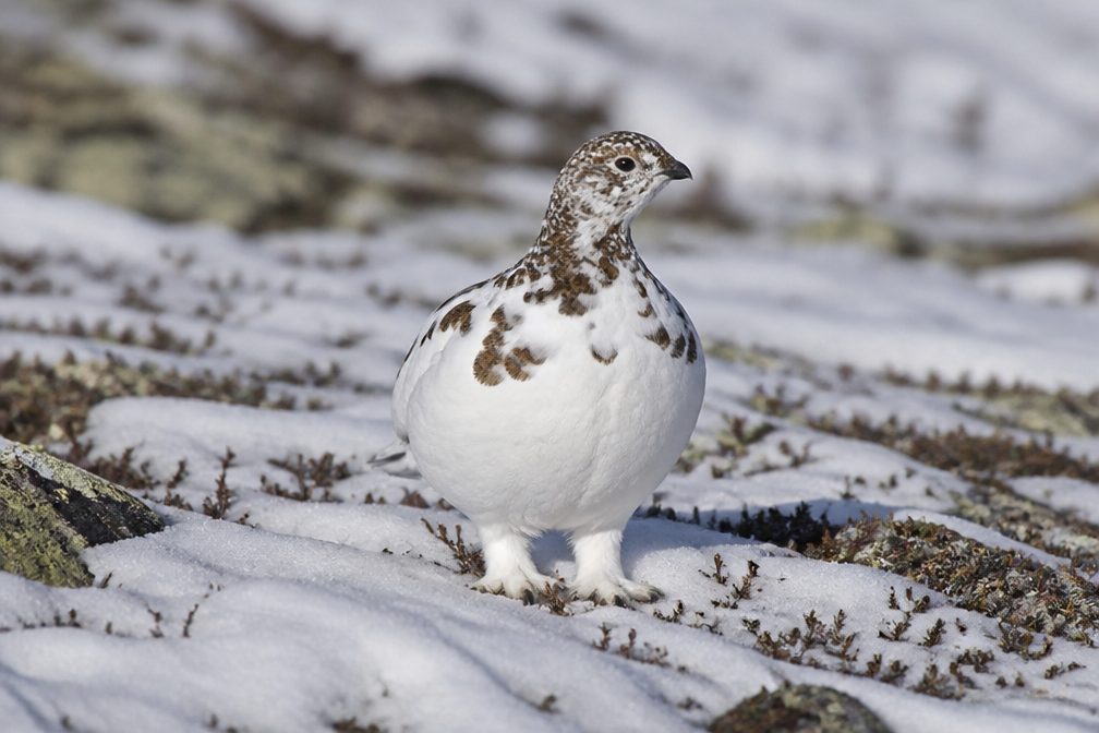 Ptarmigan wildlife guide for Icefields Parkway (Highway 93)