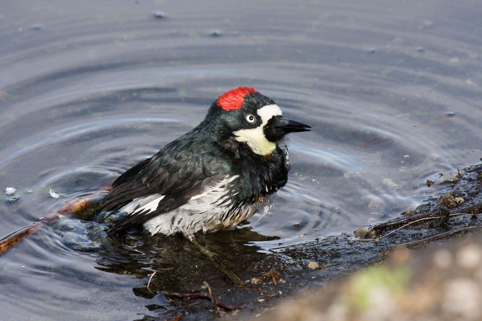 Acorn Woodpecker in Pinnacles National Park