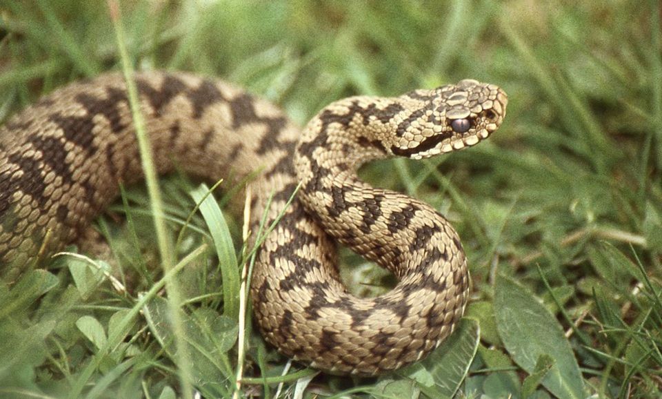 Adder wildlife guide for Berchtesgaden National Park