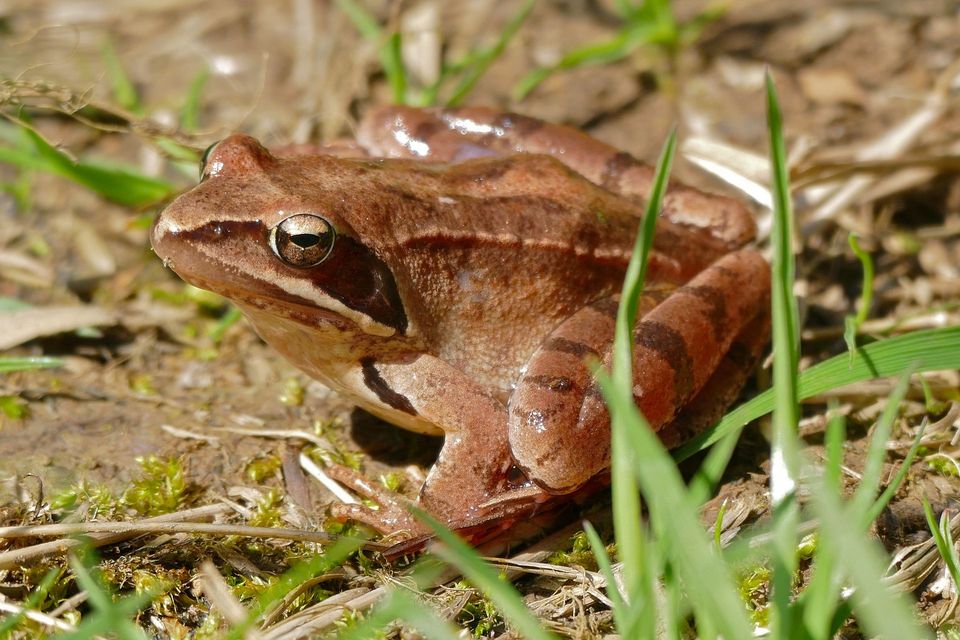 Agile Frog in Plitvice Lakes National Park