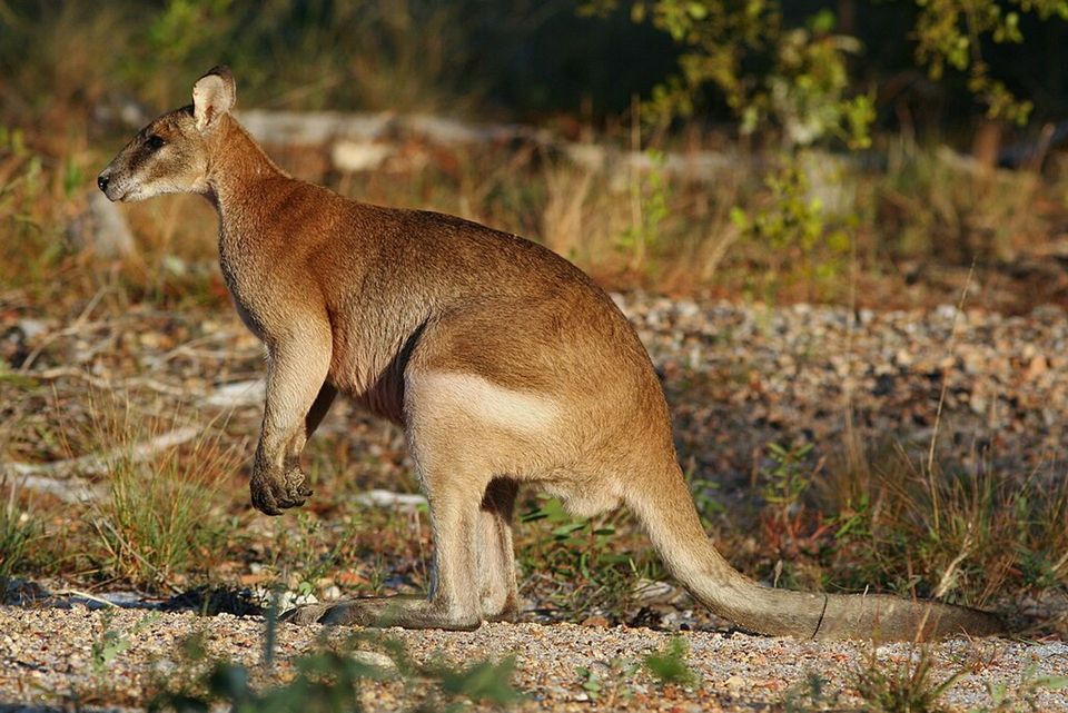 Agile Wallaby in Kakadu National Park