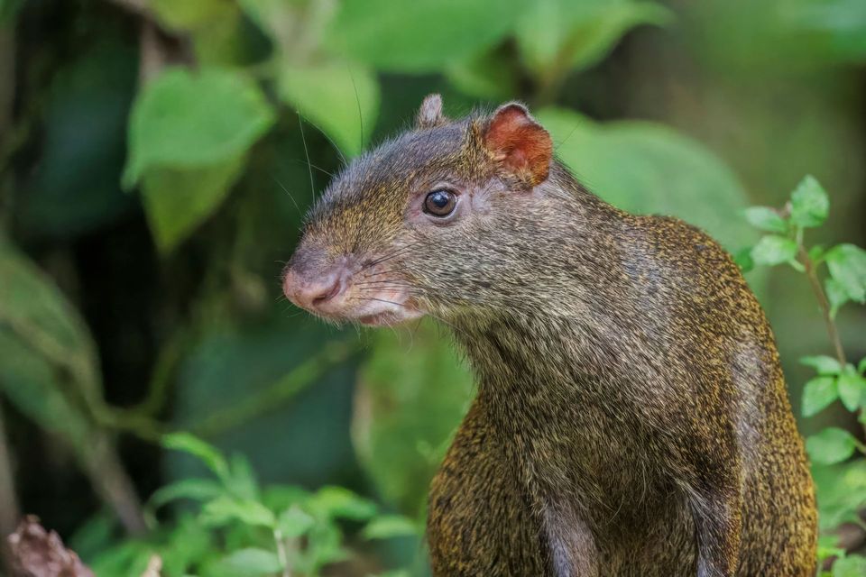 Agouti wildlife guide for Manuel Antonio National Park