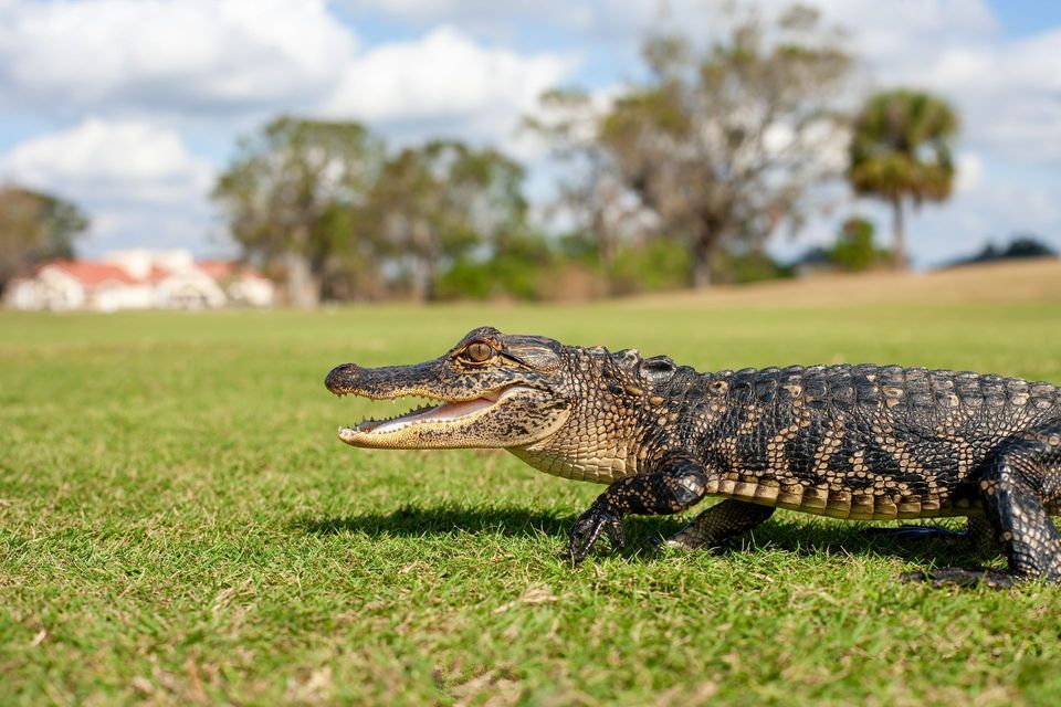 Alligator in Congaree National Park