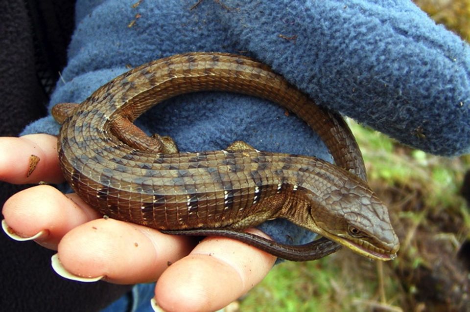 Alligator Lizard wildlife guide for Pfeiffer Big Sur State Park
