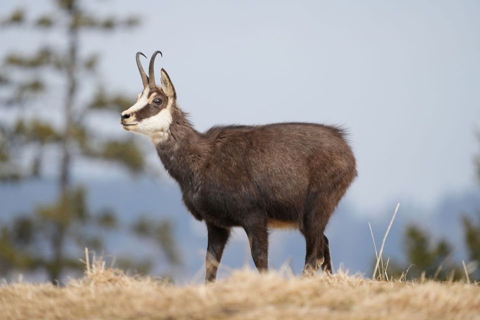 Alpine Chamois in Berchtesgaden National Park