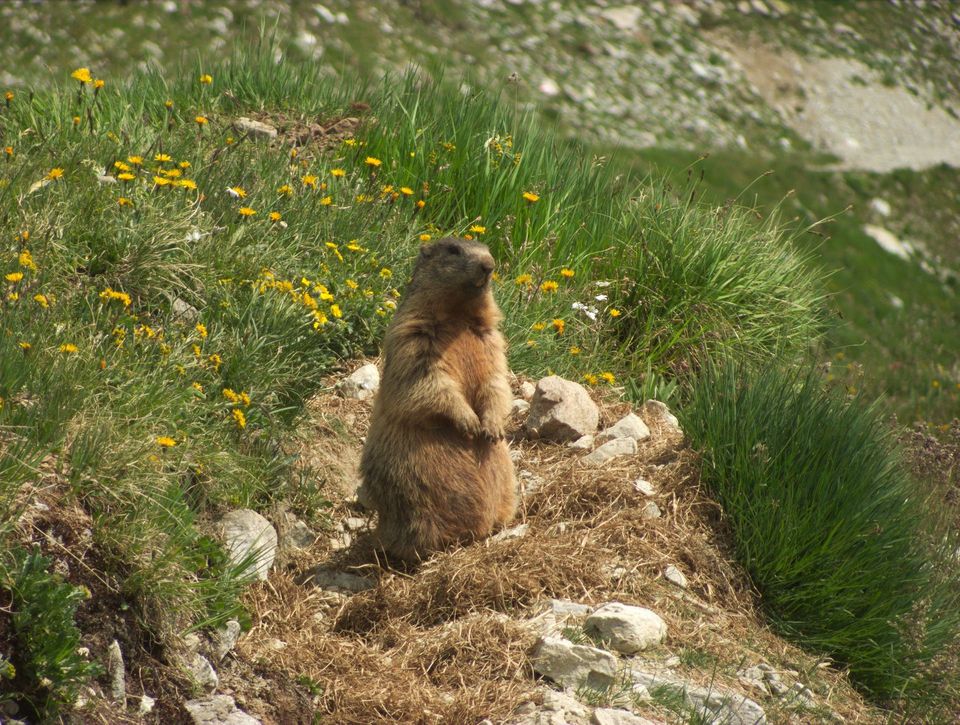 Alpine Marmot in Berchtesgaden National Park