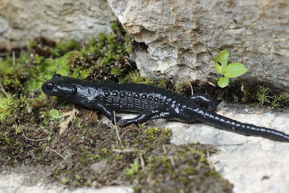 Alpine Salamander in Berchtesgaden National Park