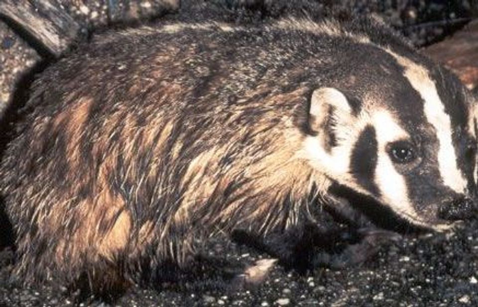 American Badger wildlife guide for Grand Teton National Park