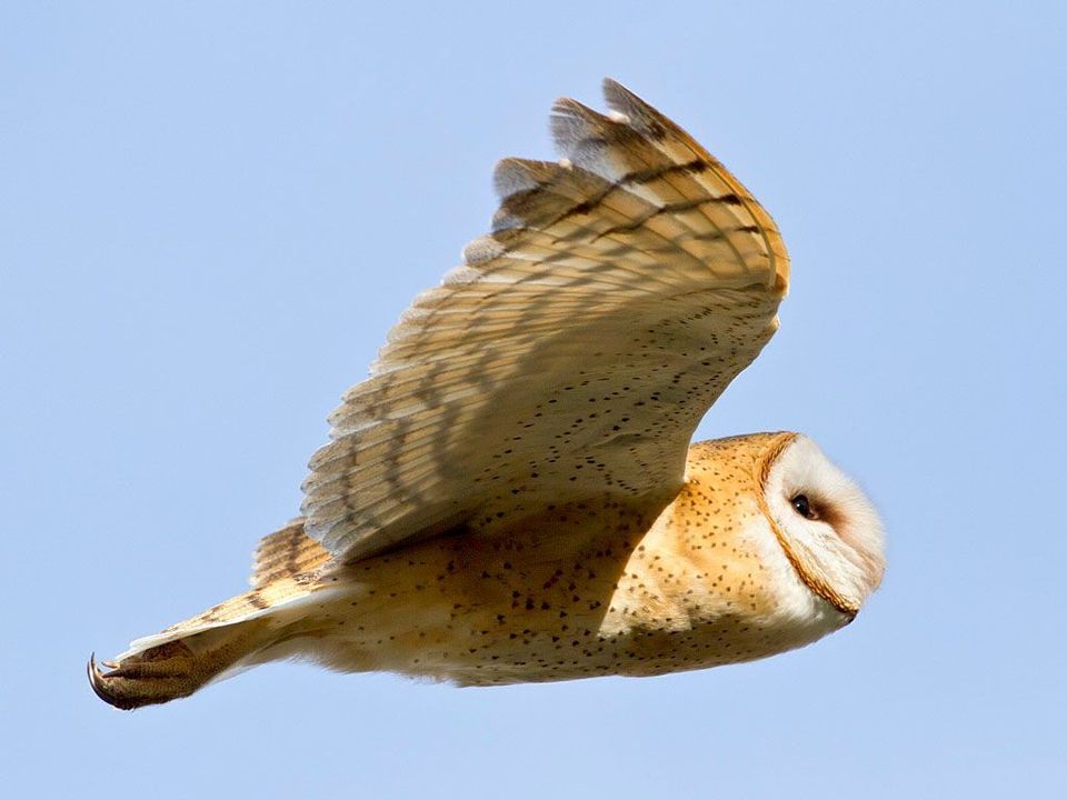 American Barn Owl wildlife guide for Joshua Tree National Park