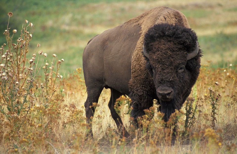 American Bison in Grand Canyon National Park