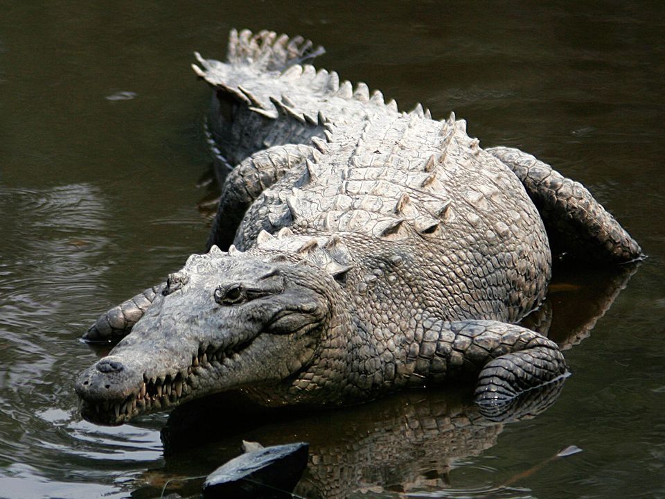 American Crocodile in Biscayne National Park
