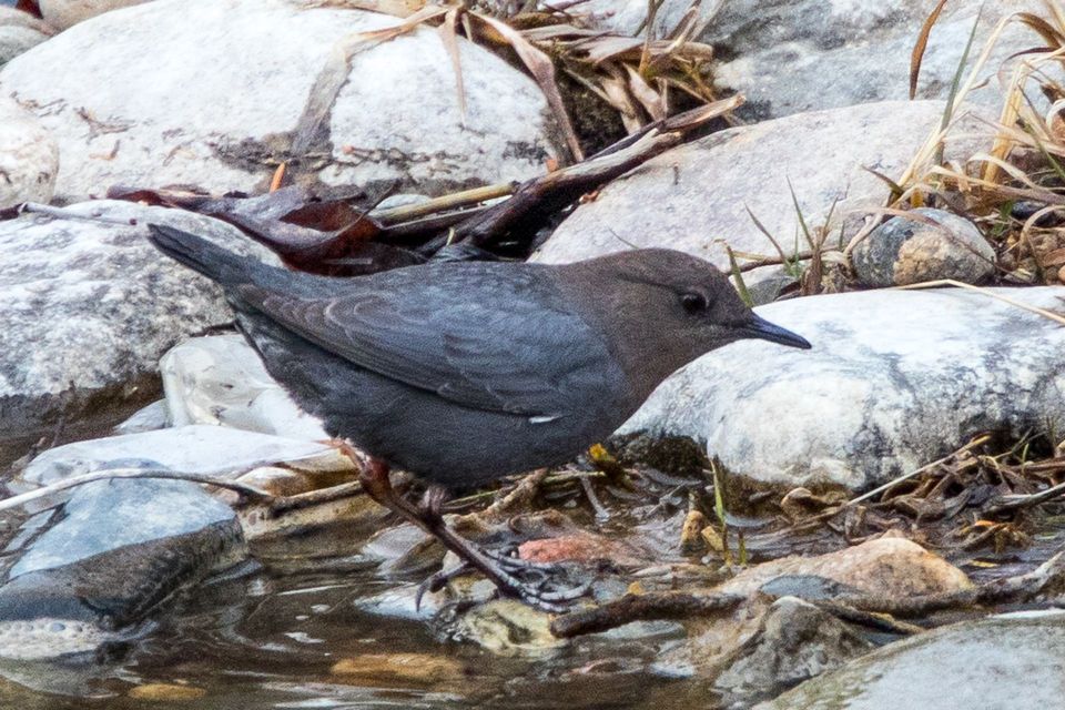 American Dipper wildlife guide for Yoho National Park