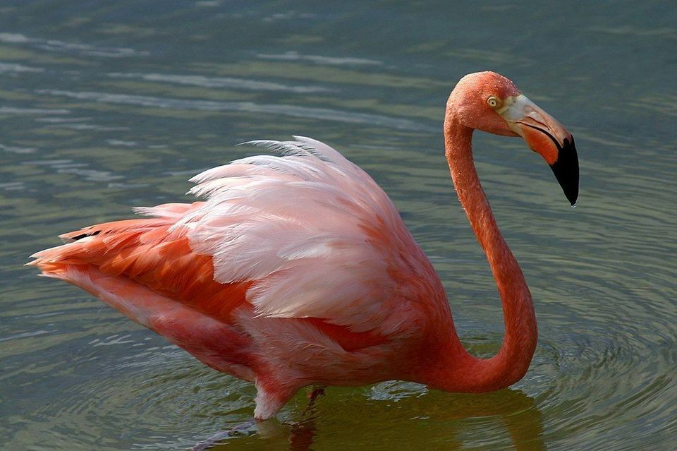American Flamingo in Virgin Islands National Park