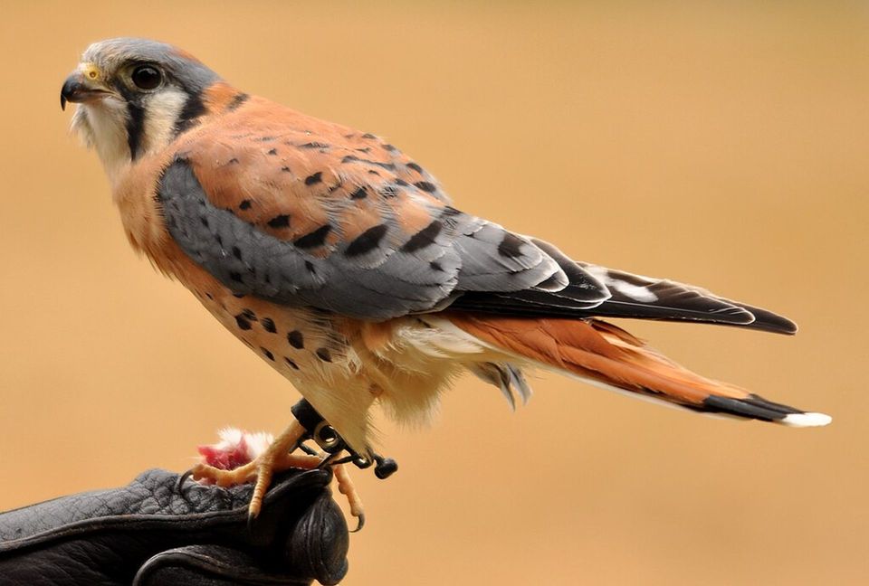 American Kestrel wildlife guide for Badlands National Park