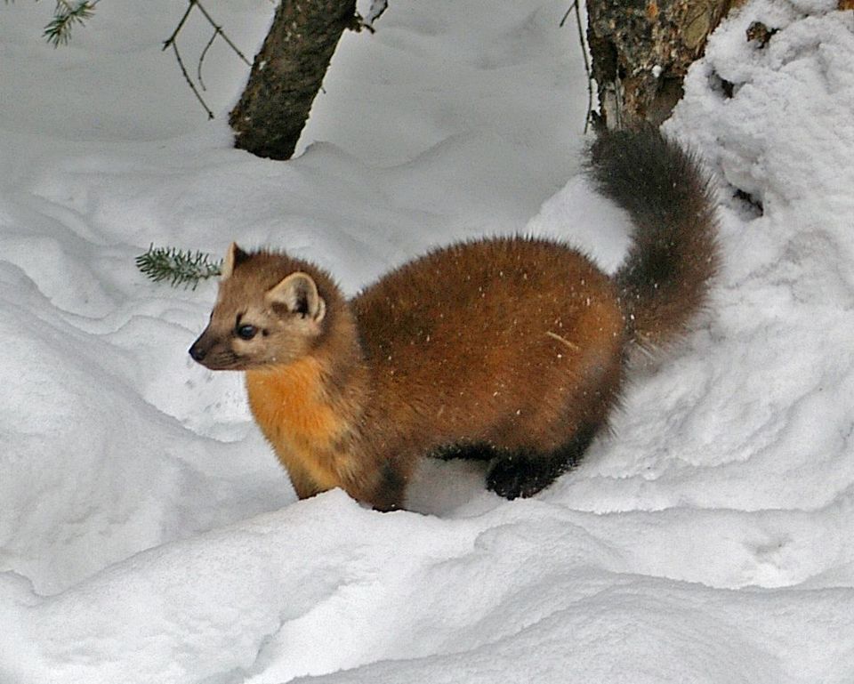 American Marten wildlife guide for Yoho National Park