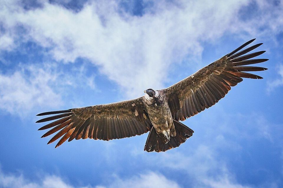 Andean Condor in Torres del Paine National Park