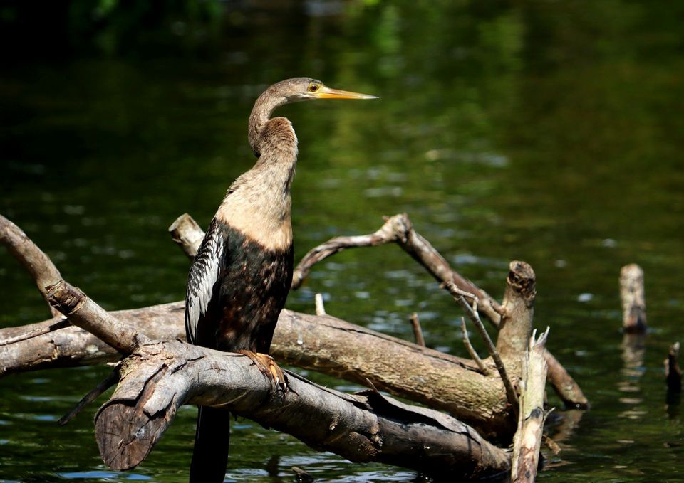 Anhinga in Everglades National Park