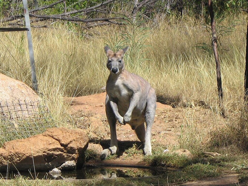 Antilopine Wallaroo wildlife guide for Kakadu National Park