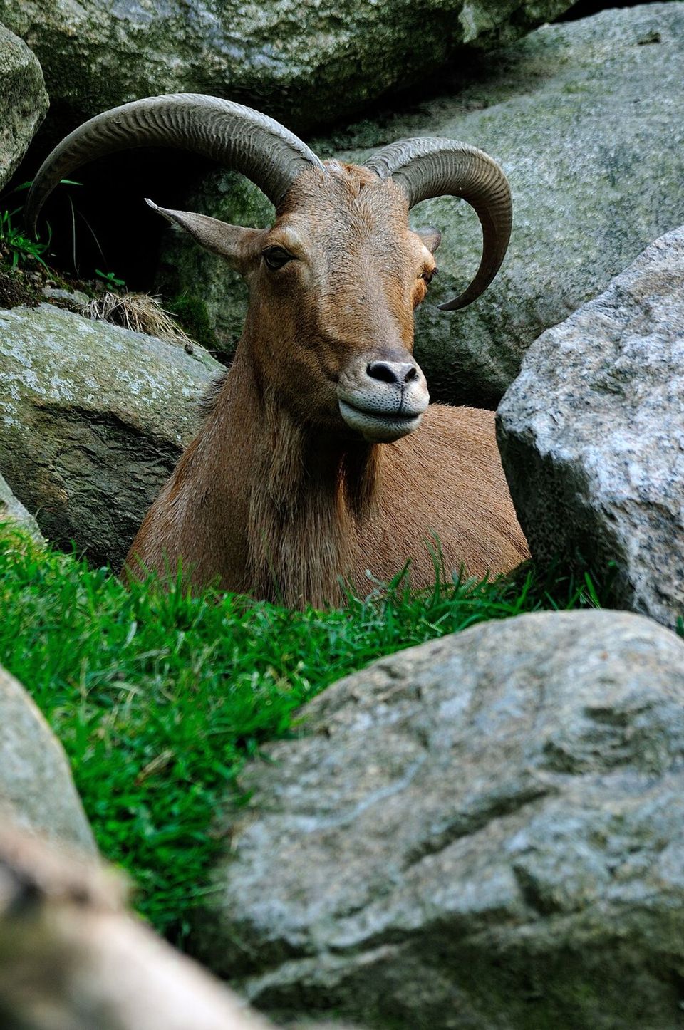 Aoudad in Carlsbad Caverns National Park