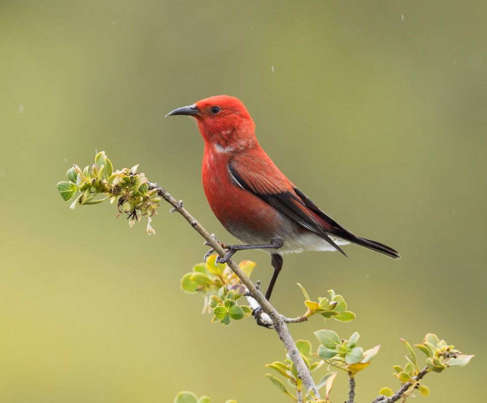 ʻApapane in Haleakalā National Park