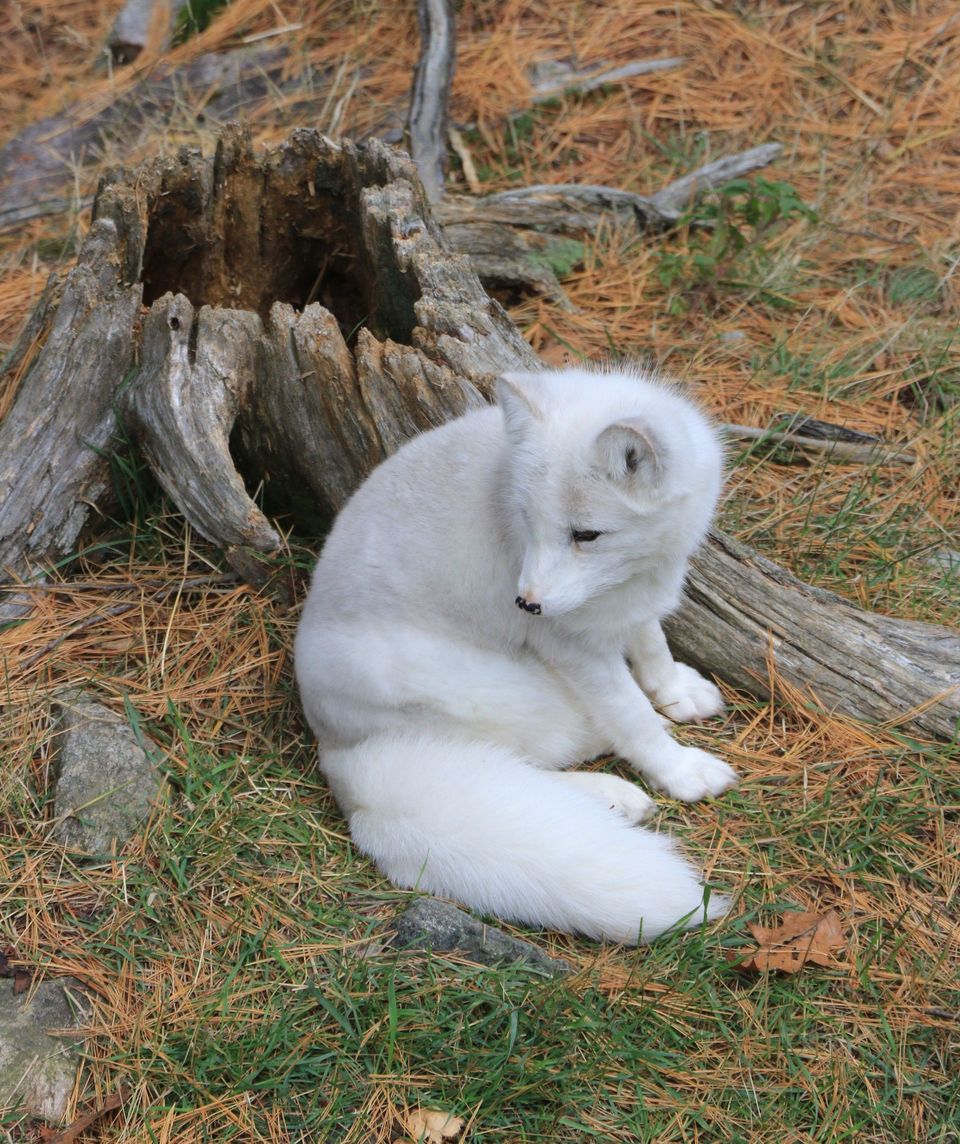Arctic Fox wildlife guide for Vatnajökull National Park