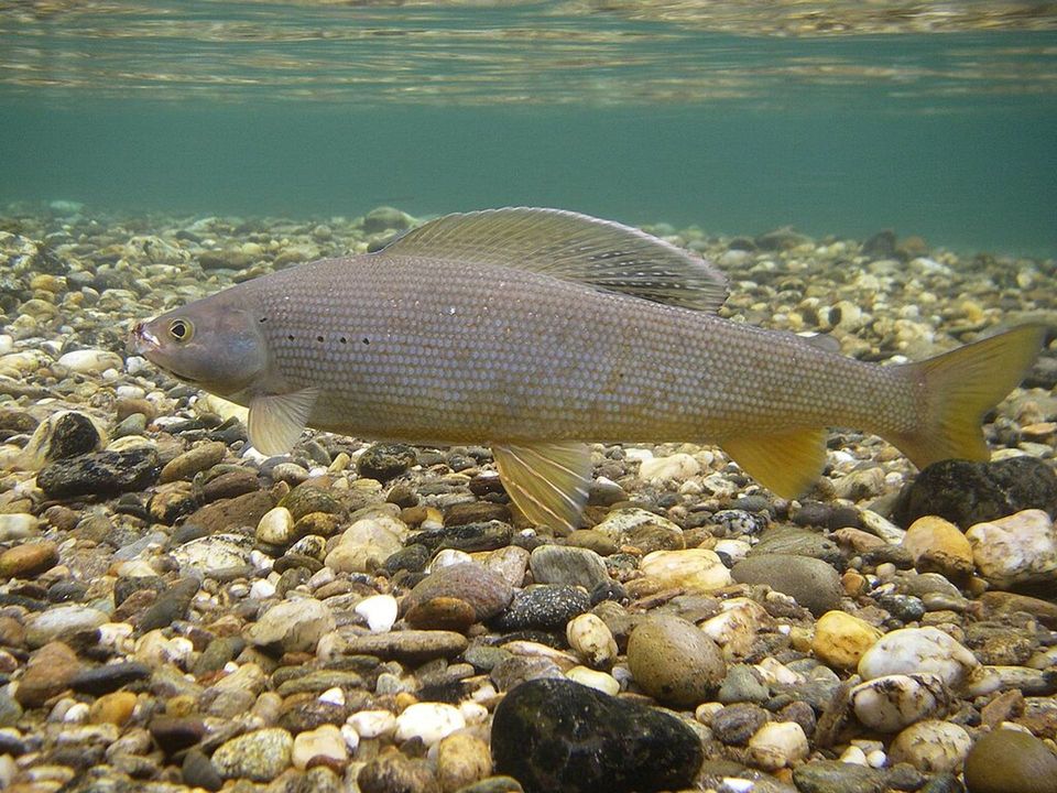 Arctic Grayling wildlife guide for Denali Highway