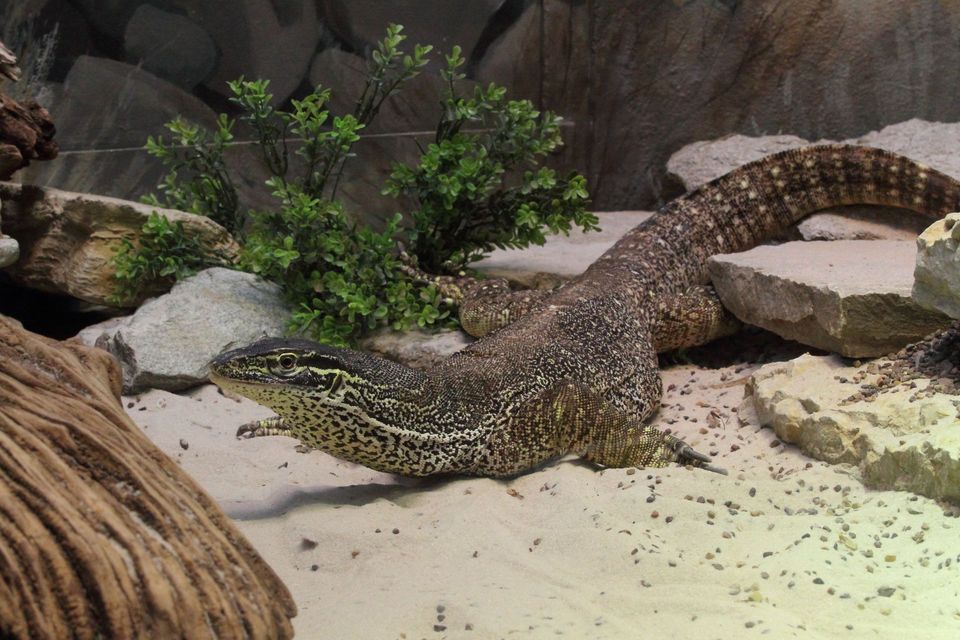 Argus Monitor wildlife guide for Kakadu National Park
