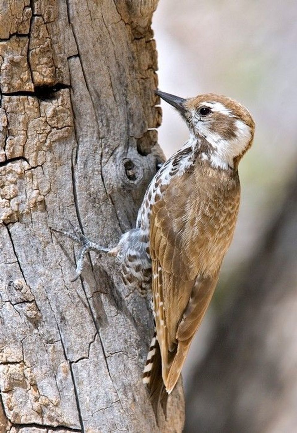 Arizona Woodpecker