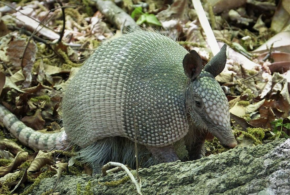 Armadillo in Congaree National Park
