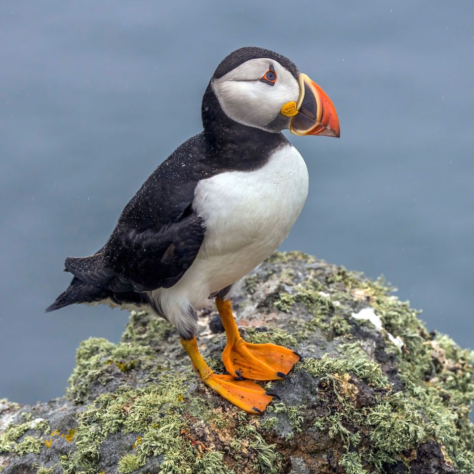 Atlantic Puffin in Vatnajökull National Park