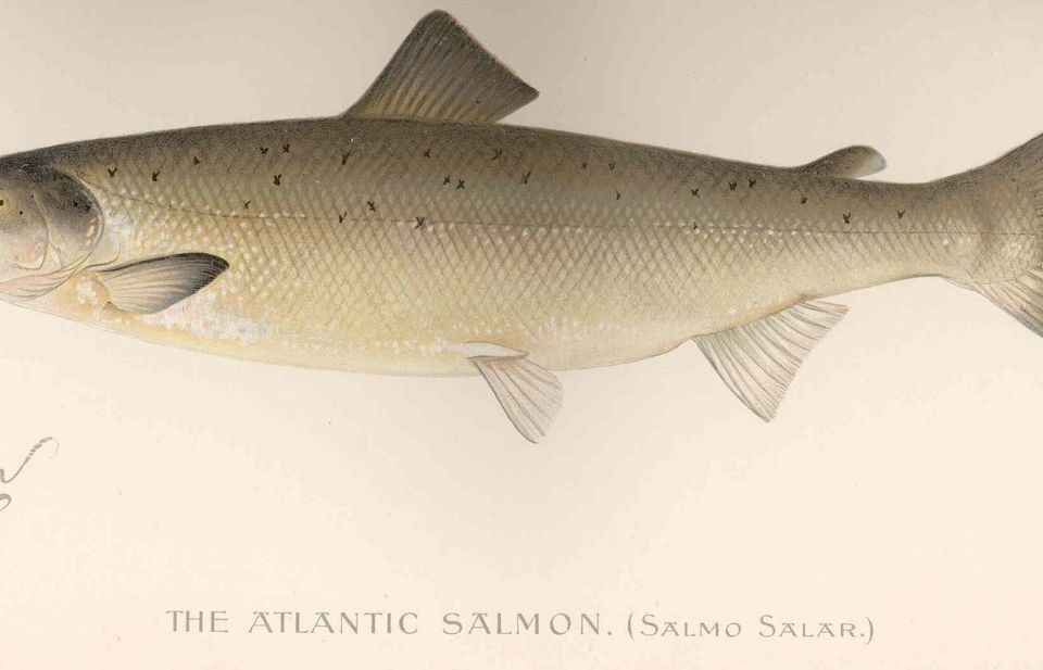 Atlantic Salmon