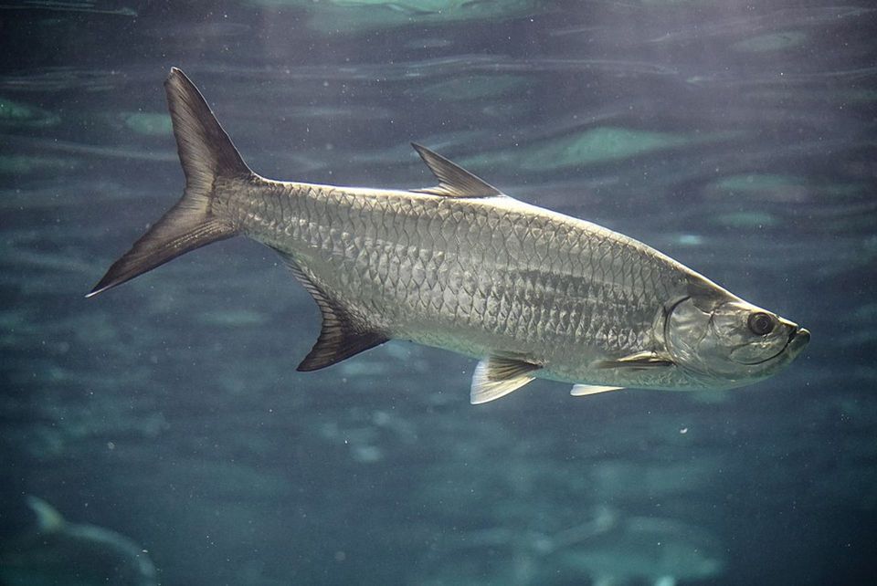 Atlantic Tarpon in Everglades National Park