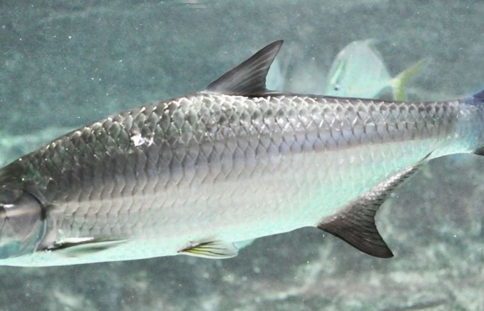 Atlantic Tarpon wildlife guide for Overseas Highway