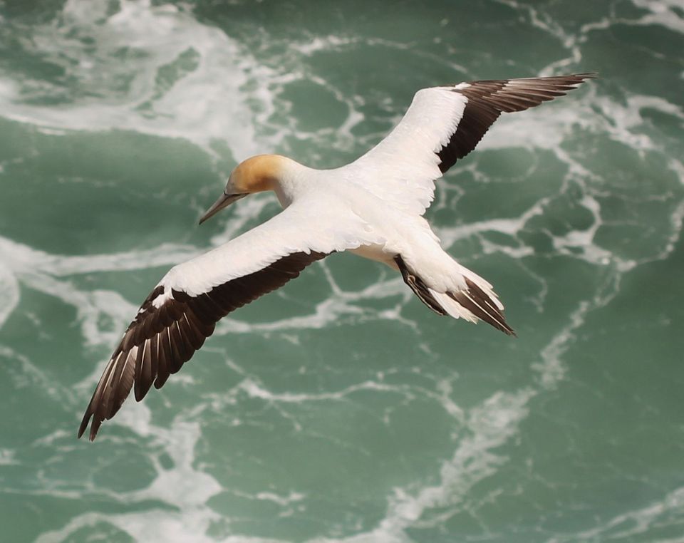 Australasian Gannet in Abel Tasman National Park