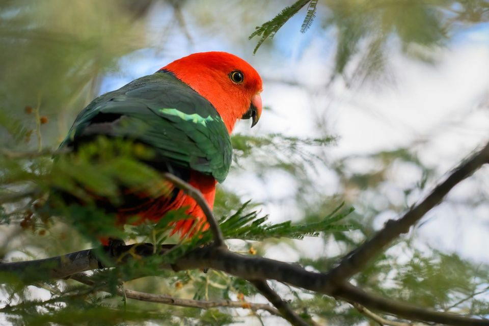 Australian King Parrot wildlife guide for Blue Mountains National Park