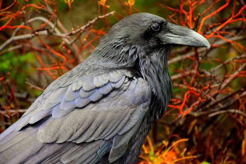 Australian Raven in Kalbarri National Park