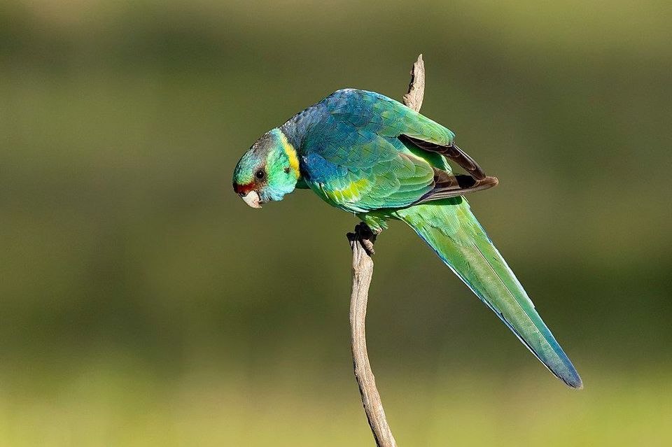 Australian Ringneck in Kalbarri National Park