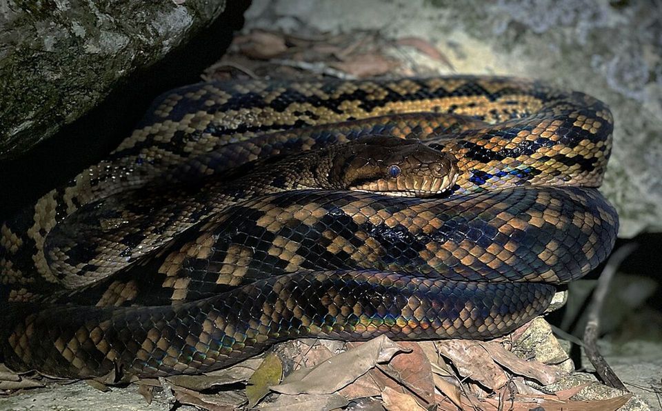 Australian Scrub Python in Daintree National Park