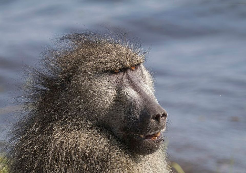 Baboon in Serengeti National Park