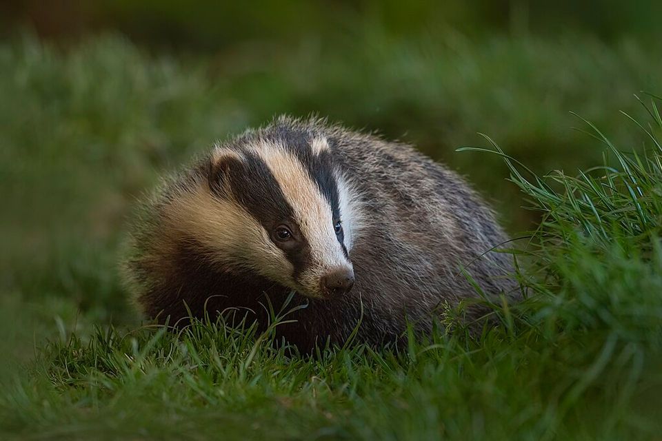 Badger in Cairngorms National Park