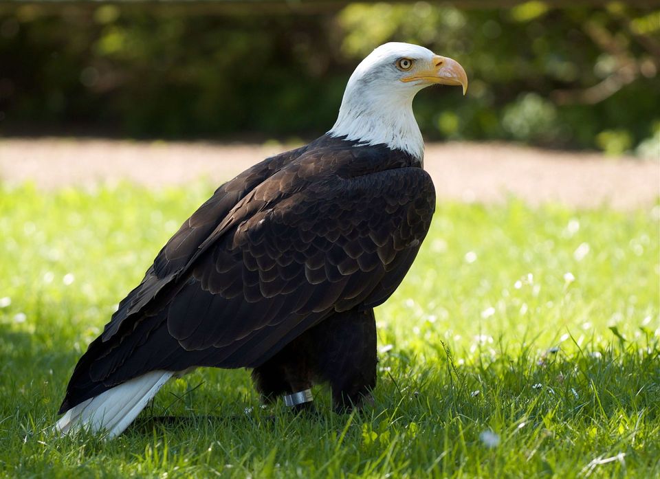 Bald Eagle wildlife guide for Biscayne National Park