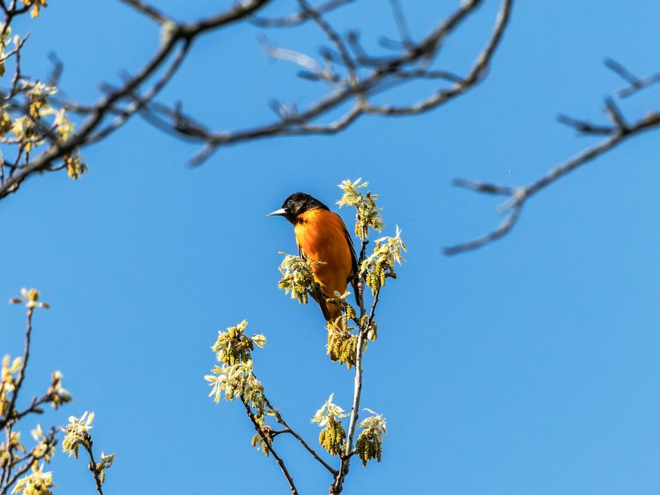 Baltimore Oriole in New River Gorge National Park