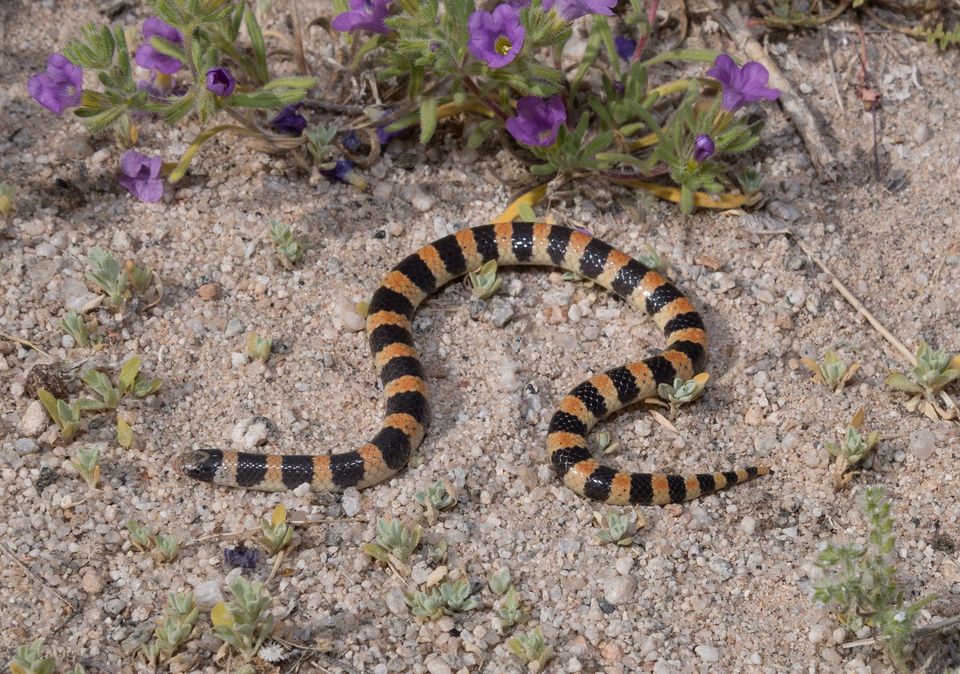 Banded Sand Snake wildlife guide for Saguaro National Park