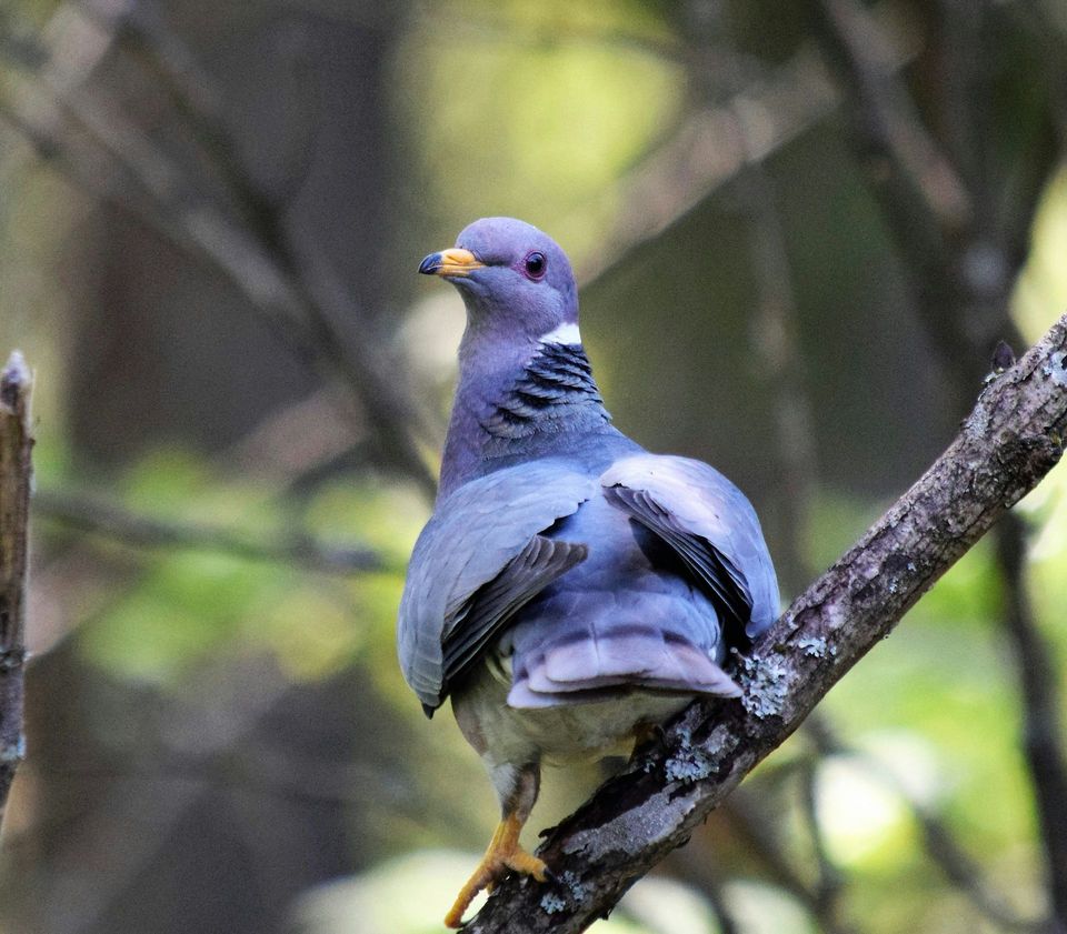 Band-tailed Pigeon in Pfeiffer Big Sur State Park