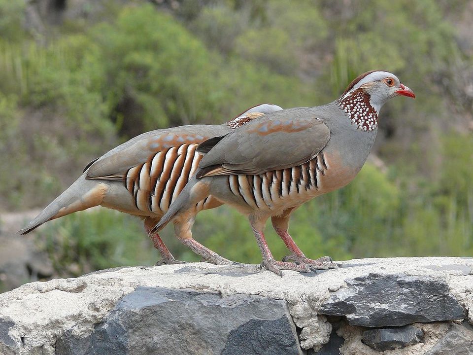 Barbary Partridge in Teide National Park