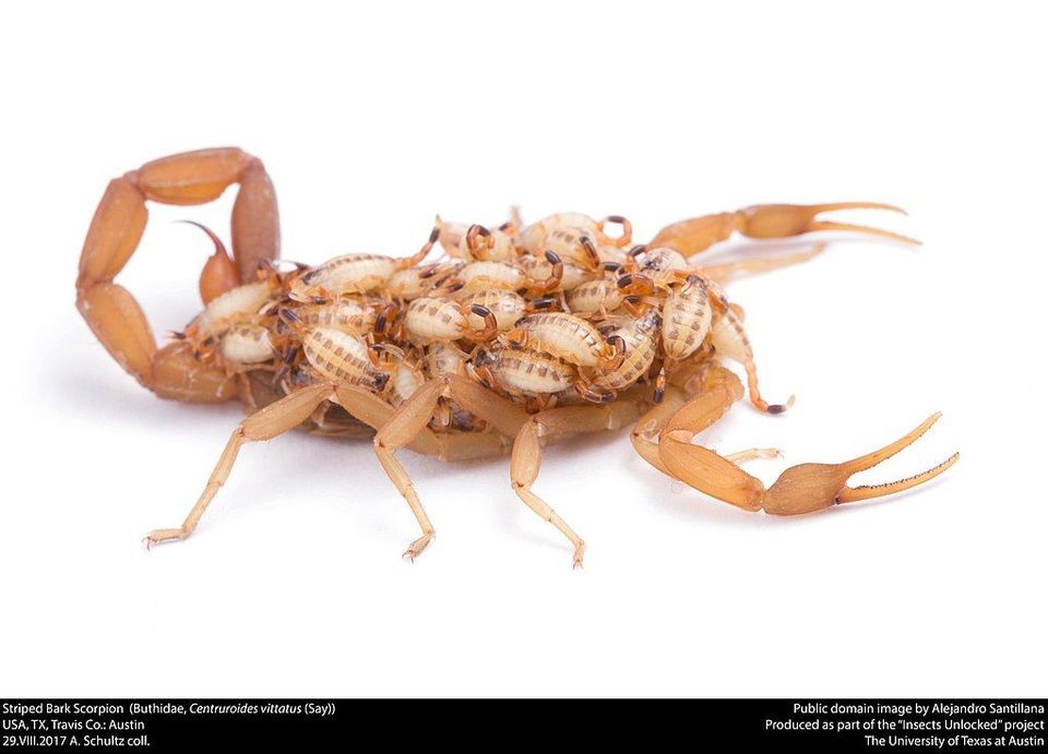 Bark Scorpion in Guadalupe Mountains National Park