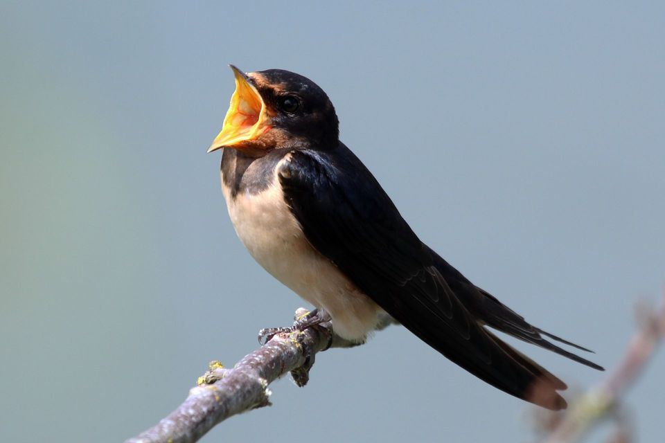 Barn Swallow in Killarney National Park
