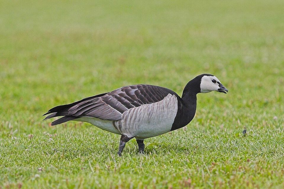 Barnacle Goose wildlife guide for Vatnajökull National Park