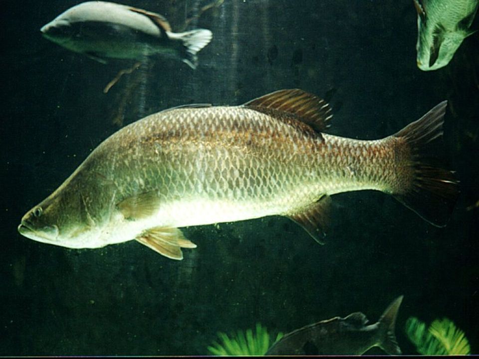 Barramundi wildlife guide for Kakadu National Park